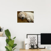 Golden Retriever Puppy neemt een nap Poster (Thuiskantoor)
