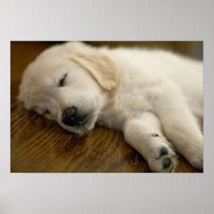 Golden Retriever Puppy neemt een nap Poster