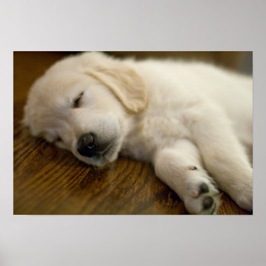 Golden Retriever Puppy neemt een nap Poster (Voorkant)
