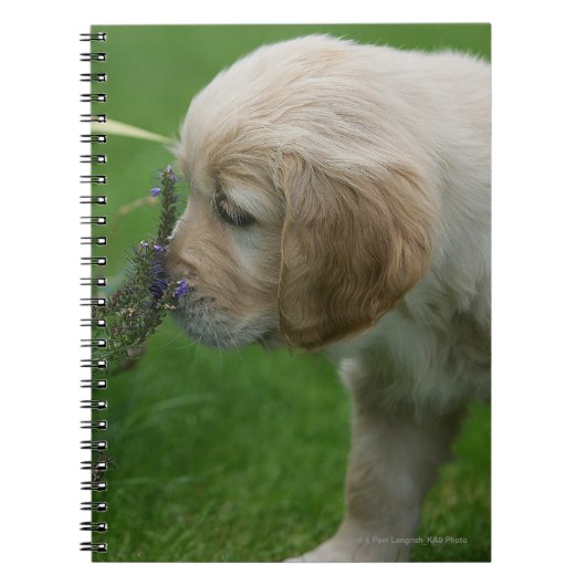 Golden Retriever Puppy Notitieboek (Voorkant)
