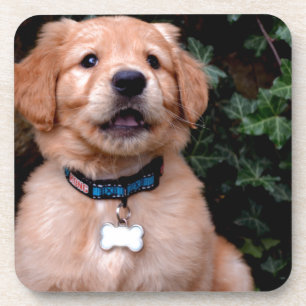 Golden Retriever Puppy Onderzetter
