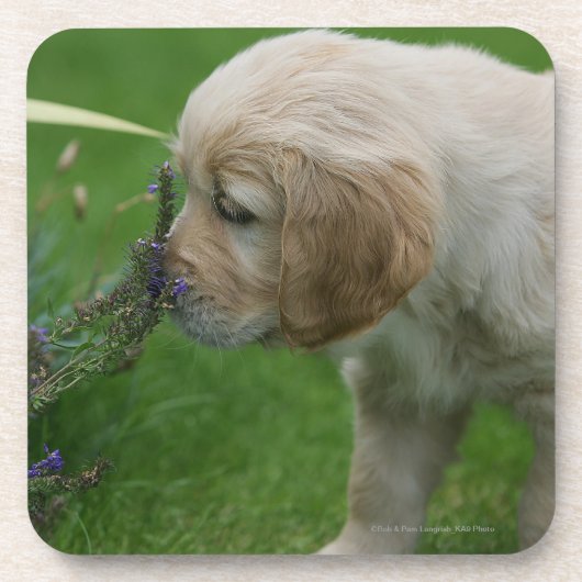 Golden Retriever Puppy Onderzetter (Voorkant)