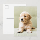 Golden Retriever Puppy op Couch Briefkaart (Voorkant / Achterkant)