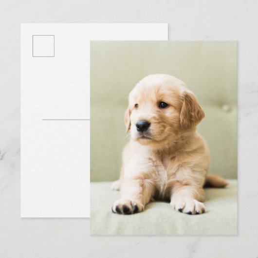 Golden Retriever Puppy op Couch Briefkaart (Voorkant / Achterkant)