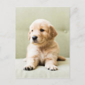 Golden Retriever Puppy op Couch Briefkaart (Voorkant)
