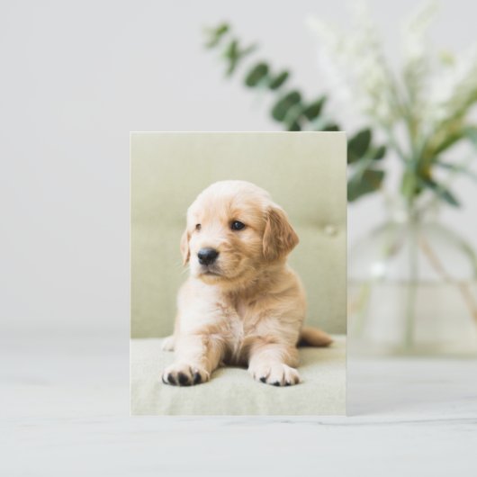 Golden Retriever Puppy op Couch Briefkaart (Staand voorkant)