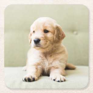 Golden Retriever Puppy op Couch Kartonnen Onderzetters