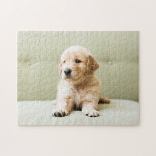 Golden Retriever Puppy op Couch Legpuzzel