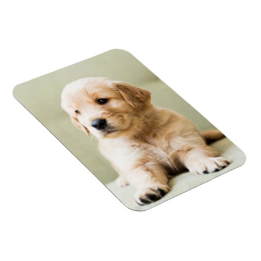 Golden Retriever Puppy op Couch Magneet (Rechterzijde)