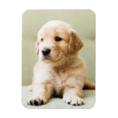 Golden Retriever Puppy op Couch Magneet (Verticaal)