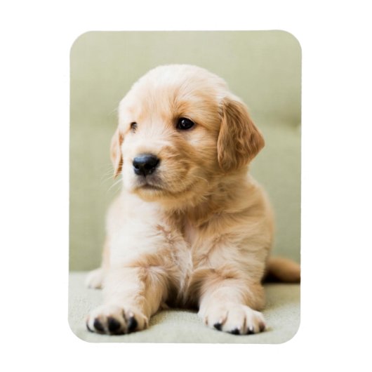 Golden Retriever Puppy op Couch Magneet (Verticaal)