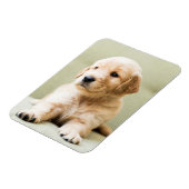 Golden Retriever Puppy op Couch Magneet (Linkerzijde)