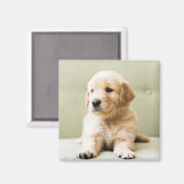 Golden Retriever Puppy op Couch Magneet (Voorkant / Achterkant)
