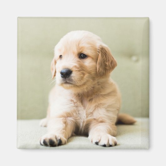 Golden Retriever Puppy op Couch Magneet (Voorkant)