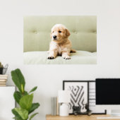 Golden Retriever Puppy op Couch Poster (Thuiskantoor)