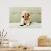Golden Retriever Puppy op Couch Poster (Keuken)
