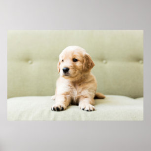 Golden Retriever Puppy op Couch Poster