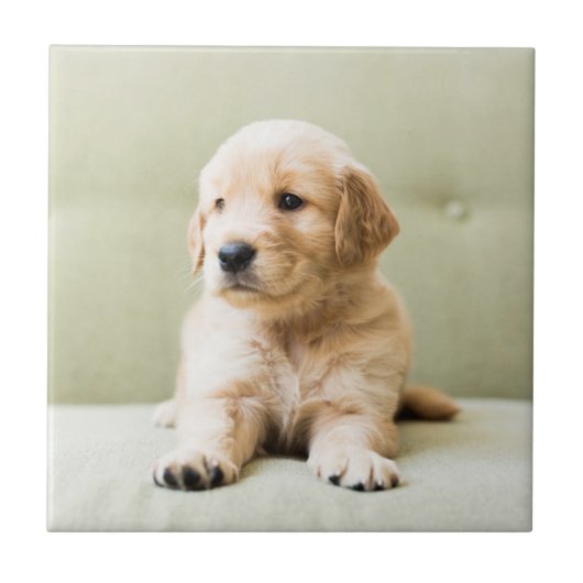 Golden Retriever Puppy op Couch Tegeltje (Voorkant)
