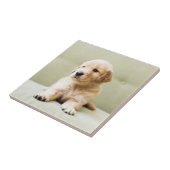 Golden Retriever Puppy op Couch Tegeltje (Zijkant)
