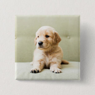 Golden Retriever Puppy op Couch Vierkante Button 5,1 Cm