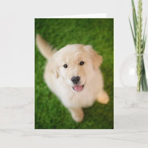 Golden Retriever Puppy op gras Kaart