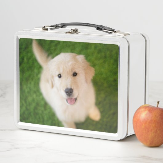 Golden Retriever Puppy op Grass (In situ)