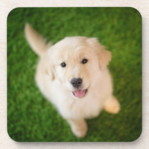 Golden Retriever Puppy op Grass Bier Onderzetter