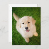 Golden Retriever Puppy op Grass Briefkaart (Voorkant / Achterkant)
