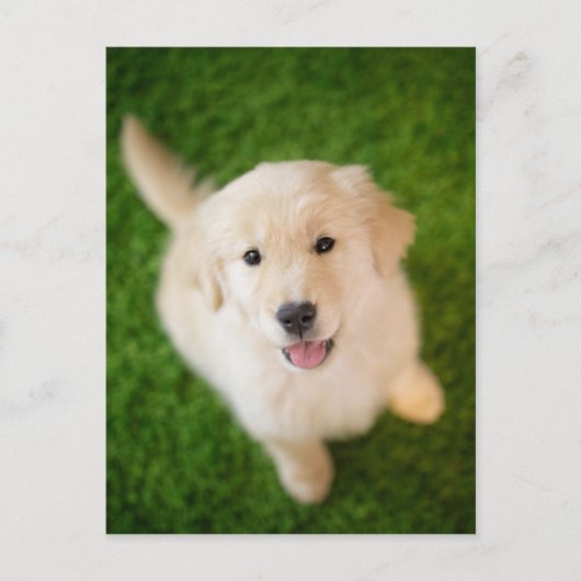 Golden Retriever Puppy op Grass Briefkaart (Voorkant)