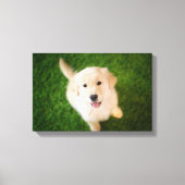 Golden Retriever Puppy op Grass Canvas Afdruk (Voorkant)