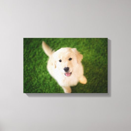 Golden Retriever Puppy op Grass Canvas Afdruk (Voorkant)