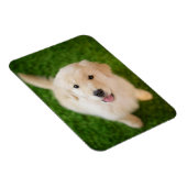 Golden Retriever Puppy op Grass Magneet (Rechterzijde)