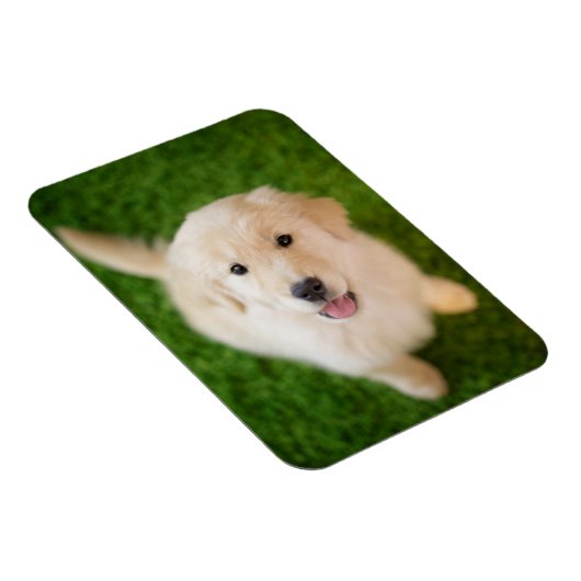 Golden Retriever Puppy op Grass Magneet (Rechterzijde)