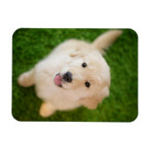 Golden Retriever Puppy op Grass Magneet (Horizontaal)