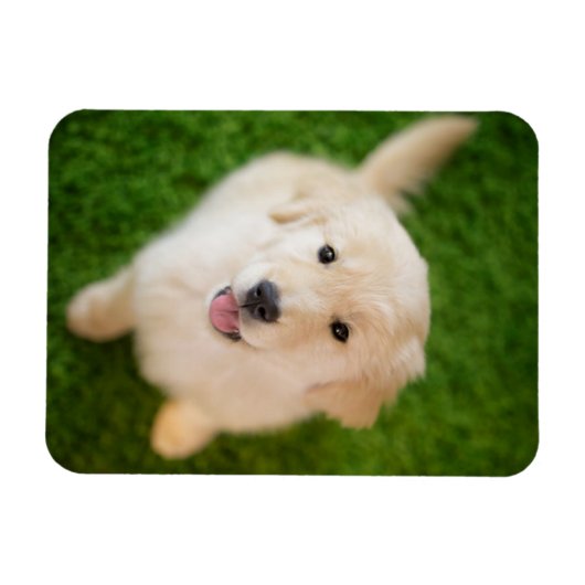 Golden Retriever Puppy op Grass Magneet (Horizontaal)