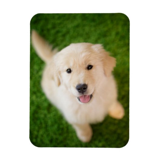 Golden Retriever Puppy op Grass Magneet (Verticaal)