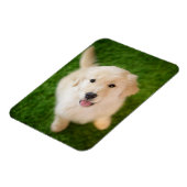 Golden Retriever Puppy op Grass Magneet (Linkerzijde)