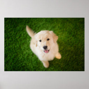 Golden Retriever Puppy op Grass Poster