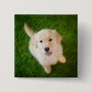 Golden Retriever Puppy op Grass Vierkante Button 5,1 Cm