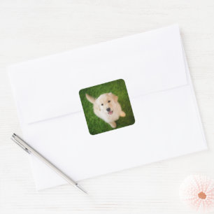 Golden Retriever Puppy op Grass Vierkante Sticker