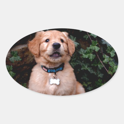 Golden Retriever Puppy Ovale Sticker (Voorkant)