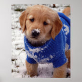 Golden Retriever Puppy Poster (Voorkant)