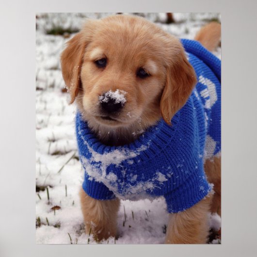 Golden Retriever Puppy Poster (Voorkant)
