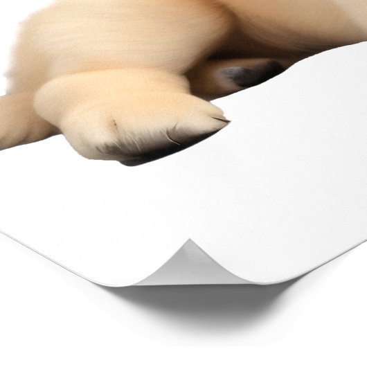 Golden Retriever Puppy Poster (Hoek)