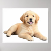 Golden Retriever Puppy Poster (Voorkant)