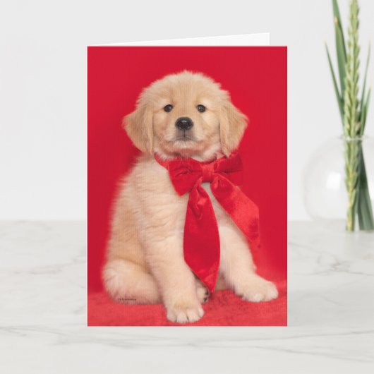 Golden Retriever Puppy Prettig Koffend Kerstfeest Kaart (Voorkant)