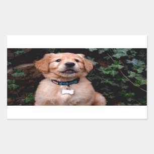 Golden Retriever Puppy Rechthoekige Sticker