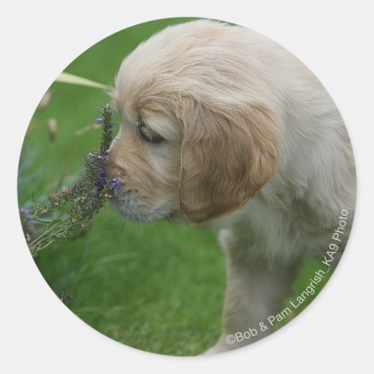Golden Retriever Puppy Ronde Sticker (Voorkant)