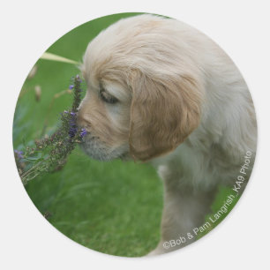 Golden Retriever Puppy Ronde Sticker