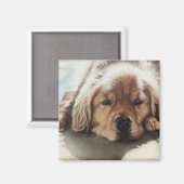 Golden Retriever Puppy slaapt in de zon Magneet (Voorkant / Achterkant)